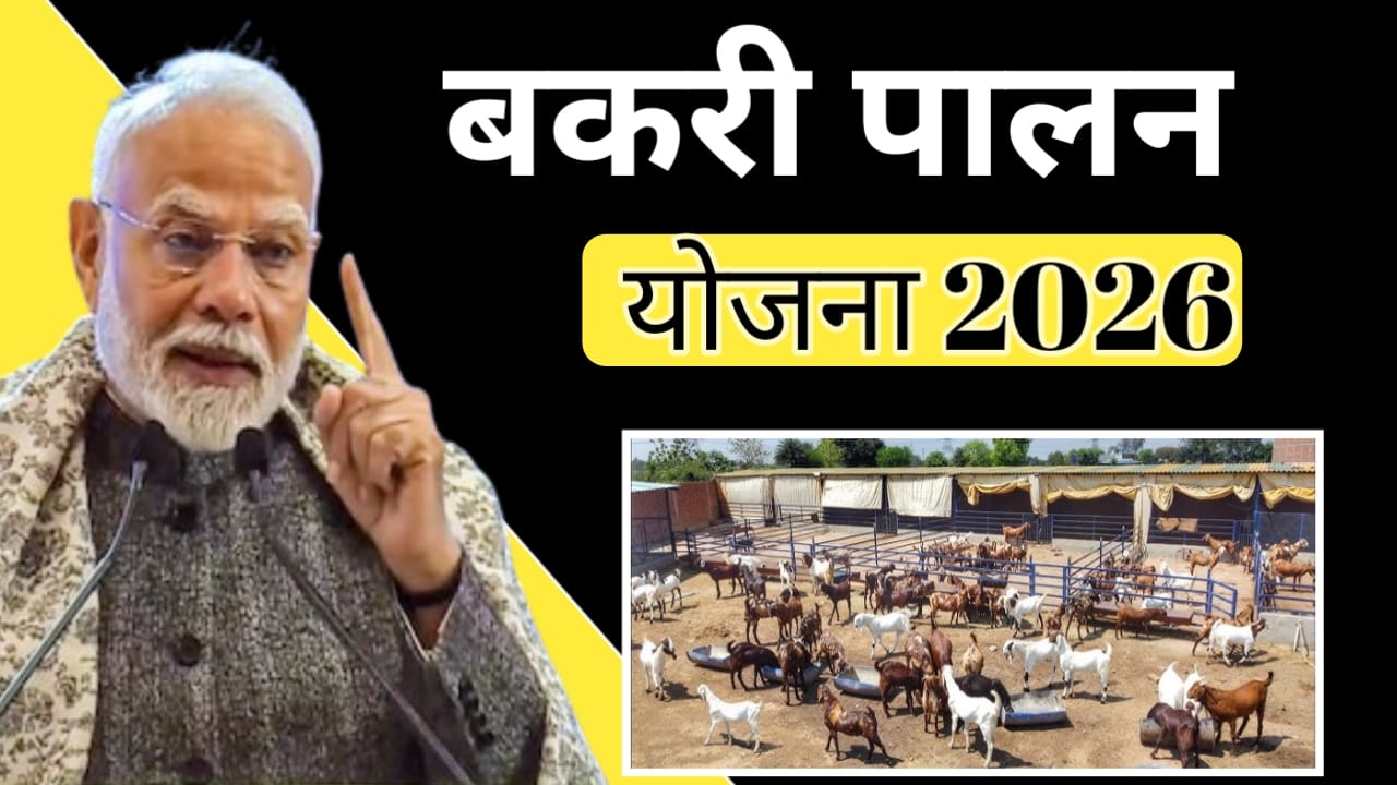 Read more about the article बकरी पालन योजना 2026 – सब्सिडी, लोन, आवेदन प्रक्रिया और पूरी जानकारी